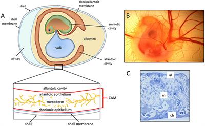 Angiogenesis-Inflammation Cross Talk in Diabetic Retinopathy: Novel Insights From the Chick Embryo Chorioallantoic Membrane/Human Vitreous Platform